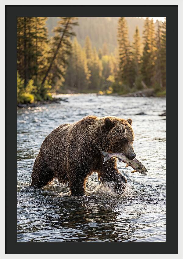 Grizzly Bear Fishing In Nature