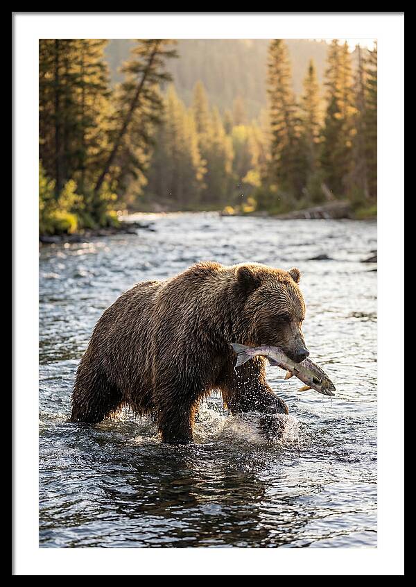 Grizzly Bear Fishing In Nature