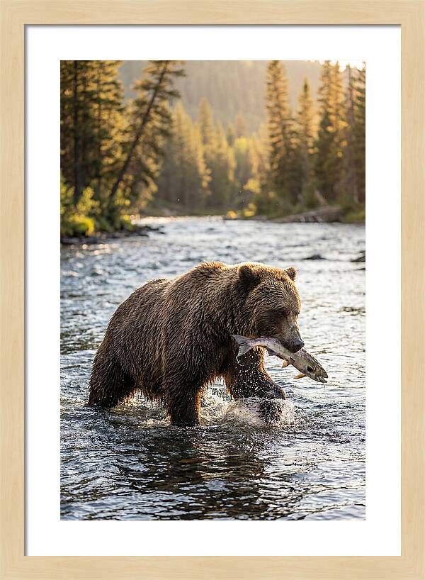 Grizzly Bear Fishing In Nature