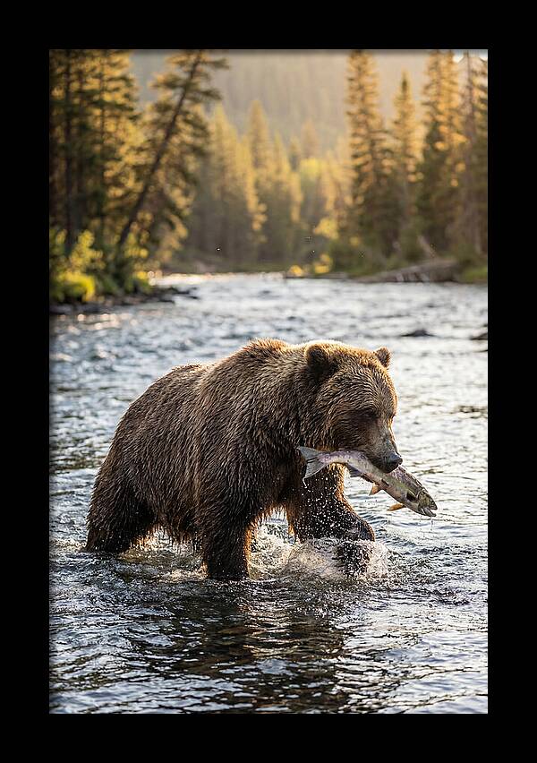 Grizzly Bear Fishing In Nature