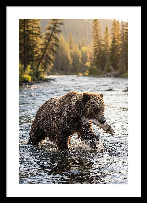 Grizzly Bear Fishing In Nature