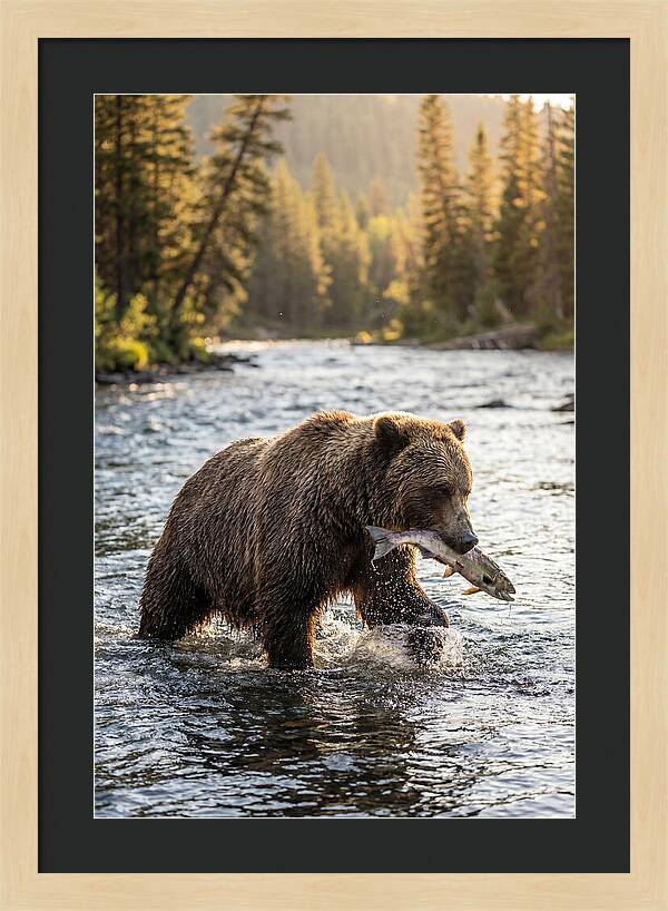 Grizzly Bear Fishing In Nature