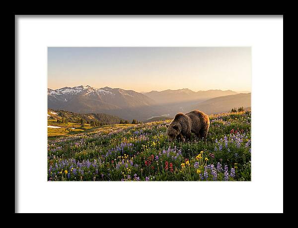Grizzly Bear In Blooming Meadow