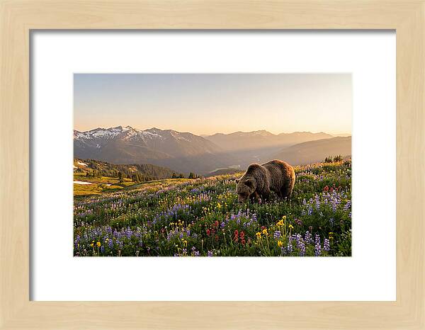 Grizzly Bear In Blooming Meadow