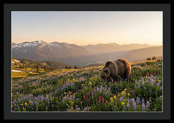 Grizzly Bear In Blooming Meadow