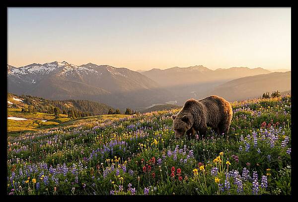 Grizzly Bear In Blooming Meadow