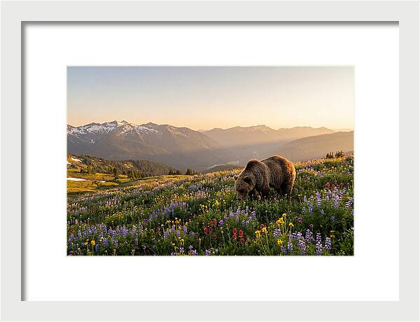 Grizzly Bear In Blooming Meadow