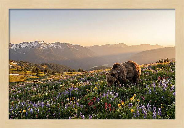 Grizzly Bear In Blooming Meadow
