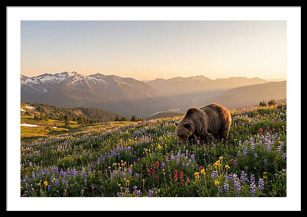Grizzly Bear In Blooming Meadow