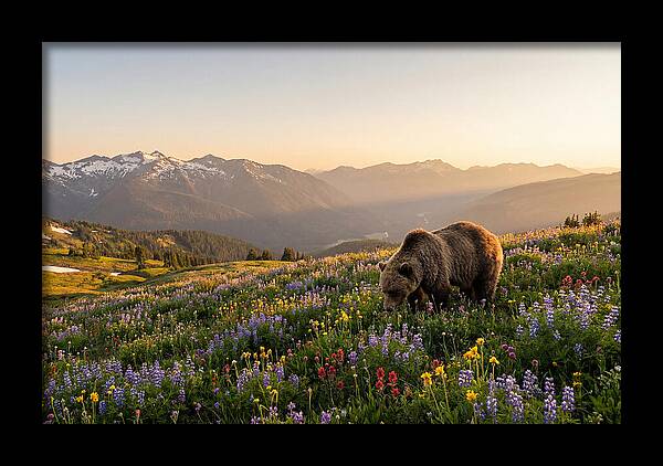 Grizzly Bear In Blooming Meadow