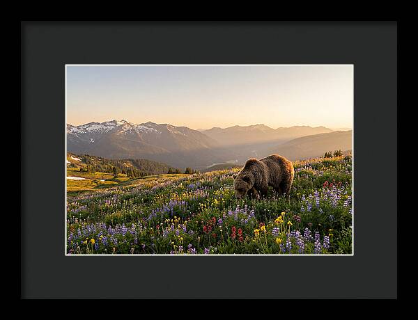 Grizzly Bear In Blooming Meadow