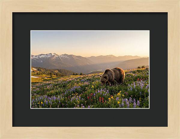 Grizzly Bear In Blooming Meadow