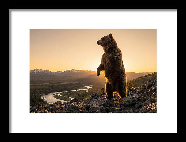 Grizzly Bear Standing Tall