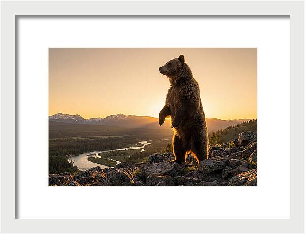 Grizzly Bear Standing Tall