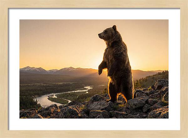 Grizzly Bear Standing Tall