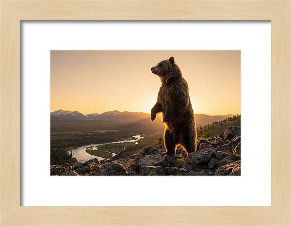 Grizzly Bear Standing Tall