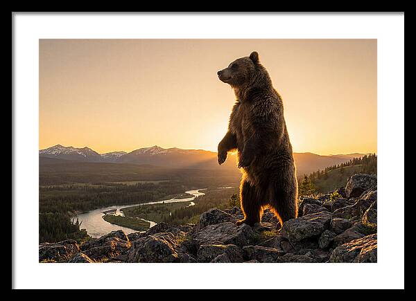 Grizzly Bear Standing Tall
