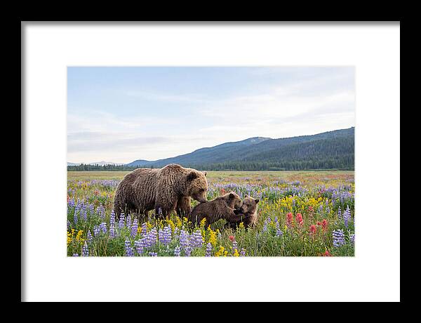 Grizzly Bears Among Wildflowers