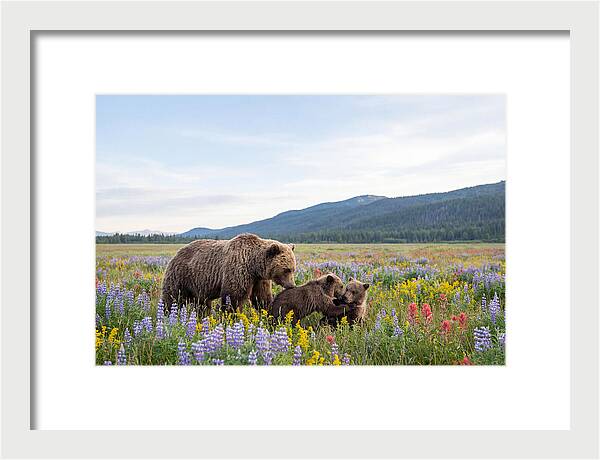 Grizzly Bears Among Wildflowers