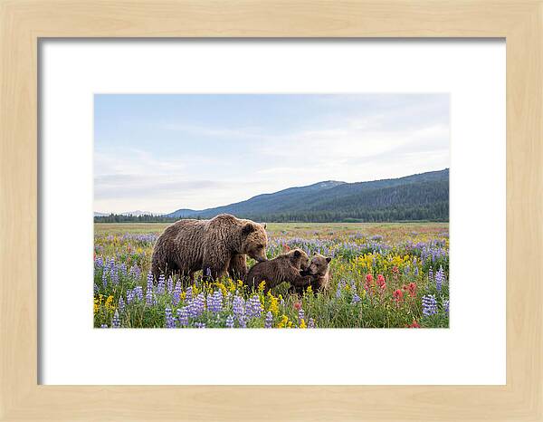 Grizzly Bears Among Wildflowers