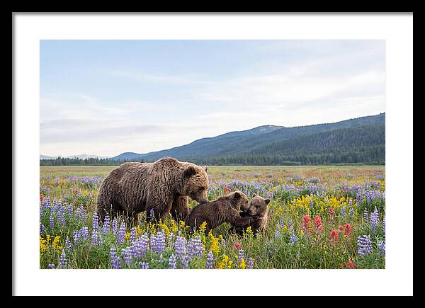 Grizzly Bears Among Wildflowers