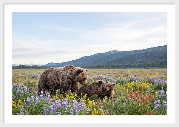 Grizzly Bears Among Wildflowers