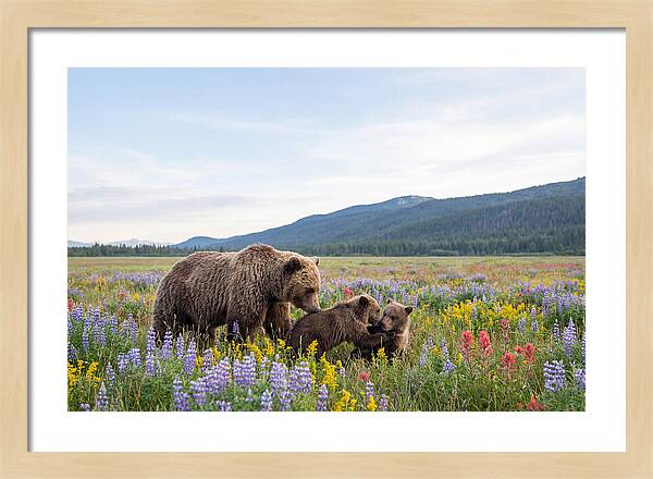 Grizzly Bears Among Wildflowers