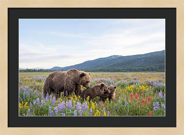 Grizzly Bears Among Wildflowers