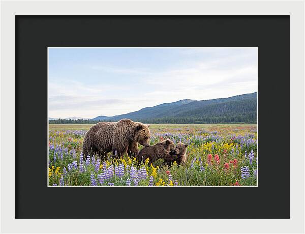 Grizzly Bears Among Wildflowers