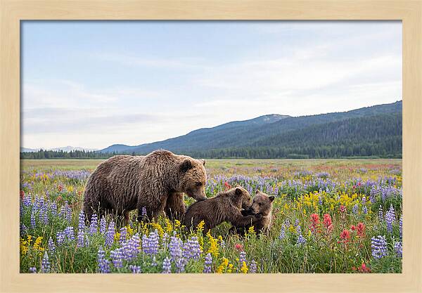 Grizzly Bears Among Wildflowers