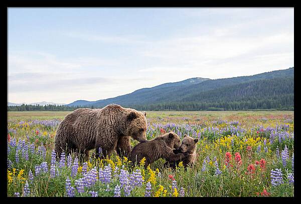 Grizzly Bears Among Wildflowers