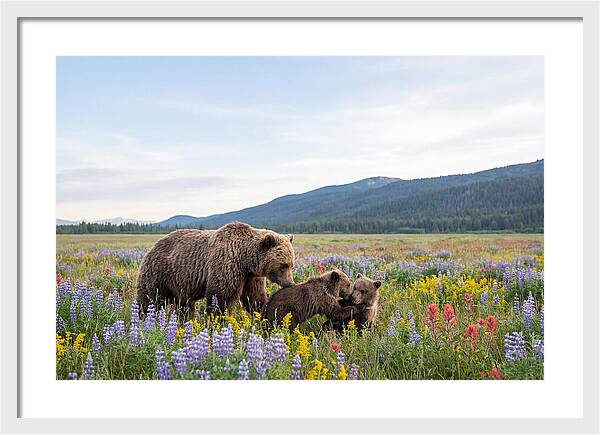 Grizzly Bears Among Wildflowers
