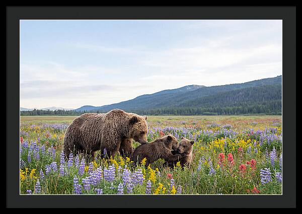 Grizzly Bears Among Wildflowers