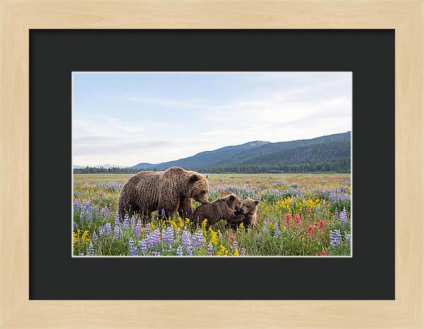 Grizzly Bears Among Wildflowers