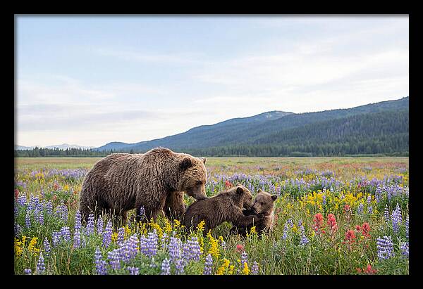 Grizzly Bears Among Wildflowers