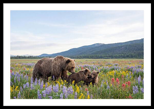 Grizzly Bears Among Wildflowers