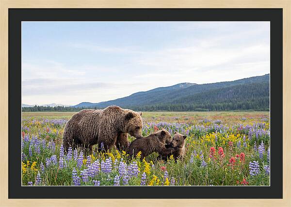 Grizzly Bears Among Wildflowers