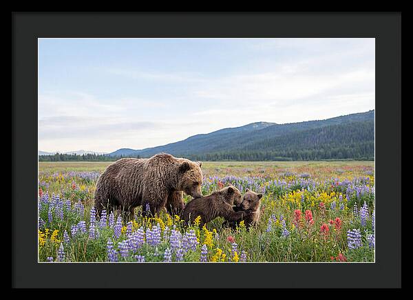 Grizzly Bears Among Wildflowers