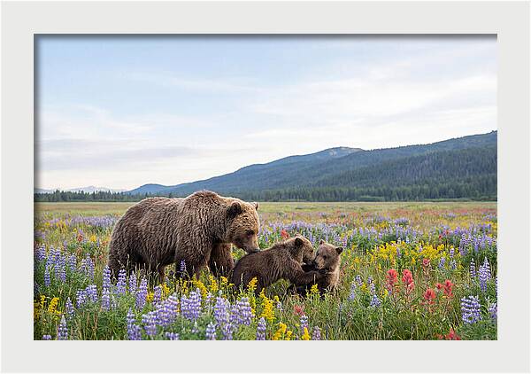 Grizzly Bears Among Wildflowers