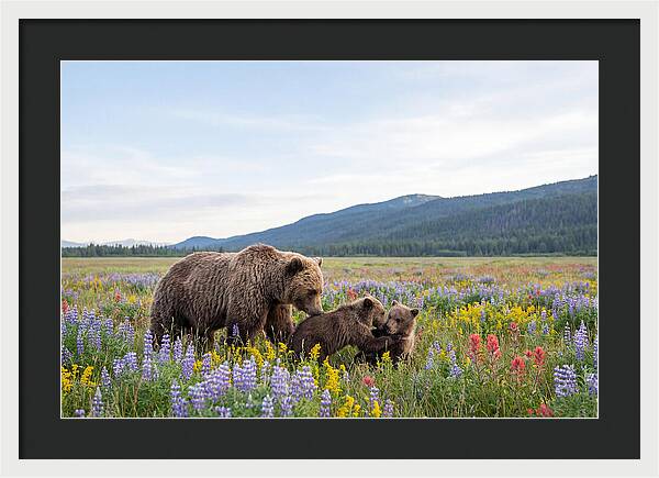 Grizzly Bears Among Wildflowers