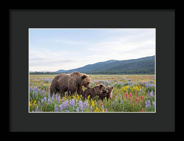 Grizzly Bears Among Wildflowers
