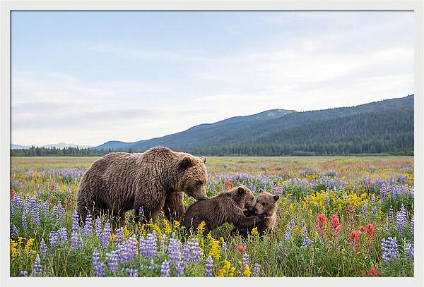 Grizzly Bears Among Wildflowers