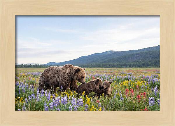 Grizzly Bears Among Wildflowers