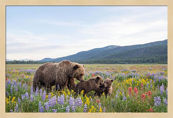 Grizzly Bears Among Wildflowers
