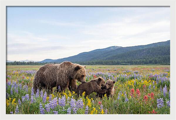 Grizzly Bears Among Wildflowers