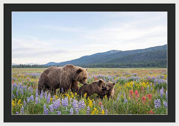 Grizzly Bears Among Wildflowers