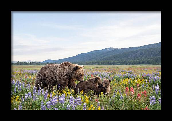 Grizzly Bears Among Wildflowers
