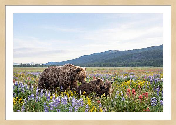 Grizzly Bears Among Wildflowers