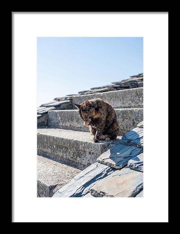 Grooming Tortoiseshell Cat On Stone Steps