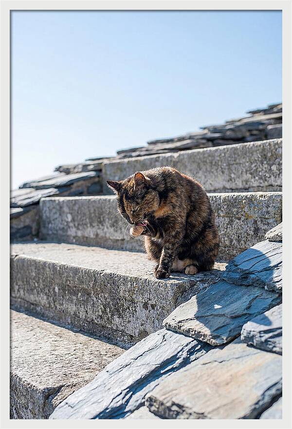 Grooming Tortoiseshell Cat On Stone Steps